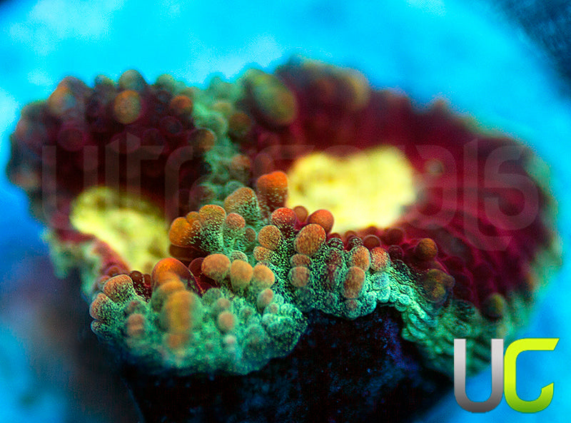 UC Strobe Light Favia