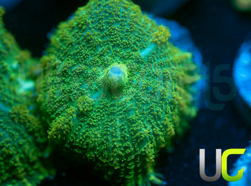 UC Marigold Mushroom