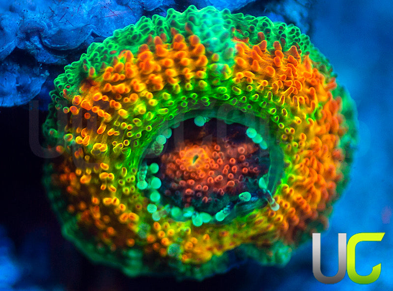 UC Rainbow Leprachaun Micro Amakusensis
