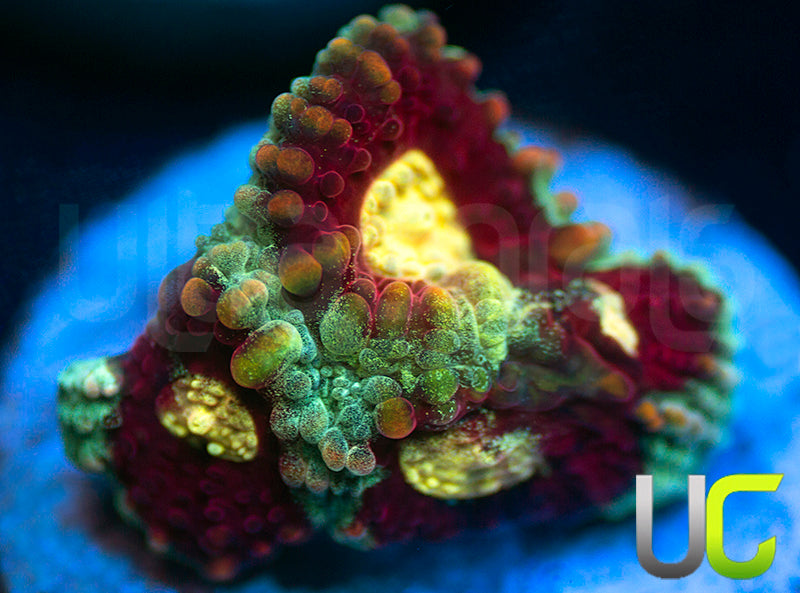 UC Strobe Light Favia