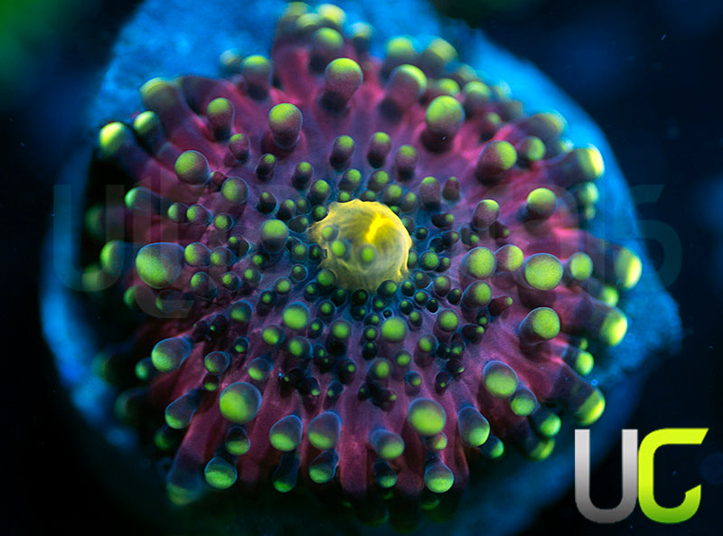 UC Green Lantern Yuma Ricordea