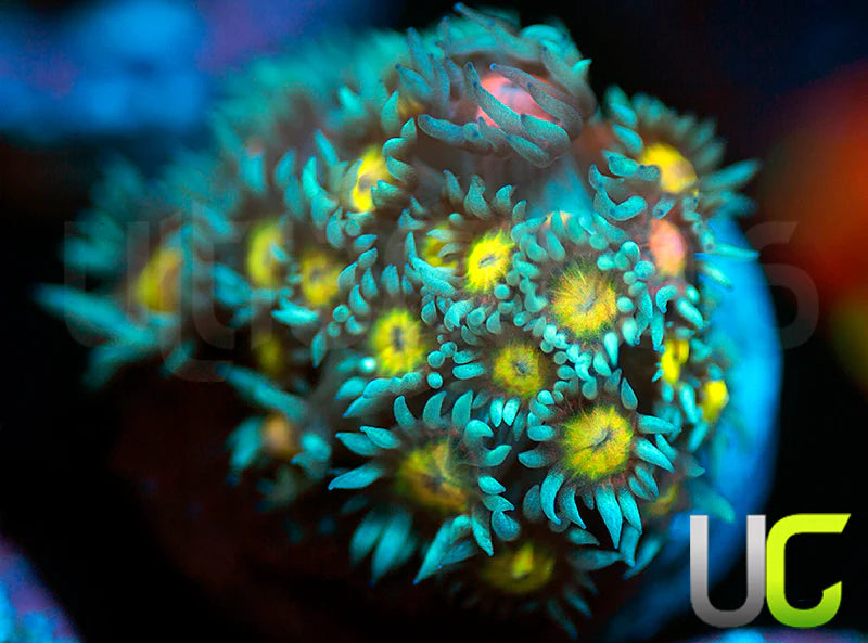 UC Rainbow Wolverine Goni