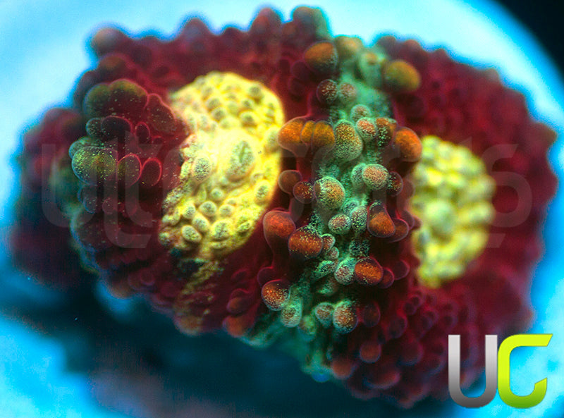 UC Strobe Light Favia