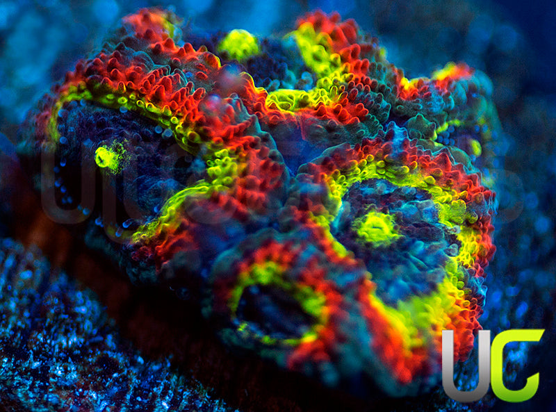 BigR Holy Grail Micro Amakusensis