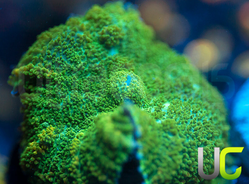 UC Marigold Mushroom