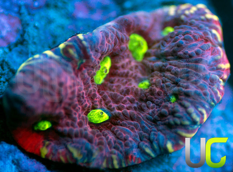 UC Pink Splash Favites