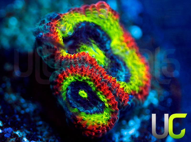 BigR Holy Grail Micro Amakusensis