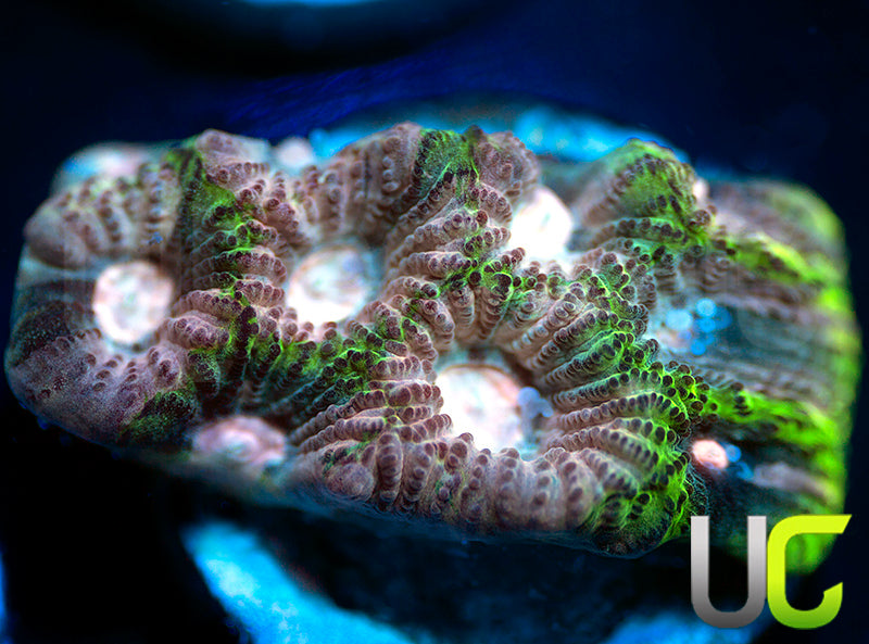 NEW RELEASE: UC Ankara Favia