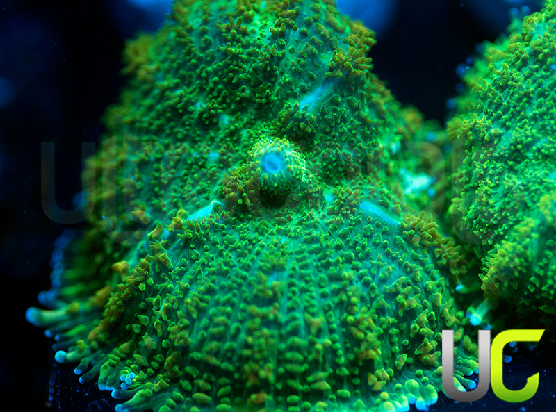 UC Marigold Mushroom