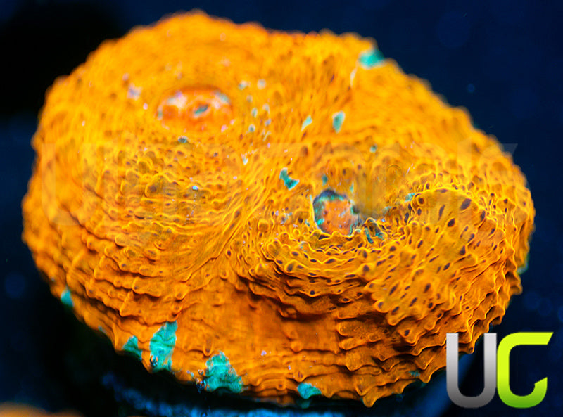 UC Pina Colada Chalice