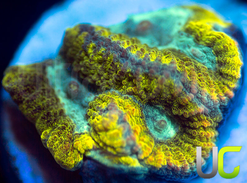 NEW RELEASE: UC Blimey Limey Favia