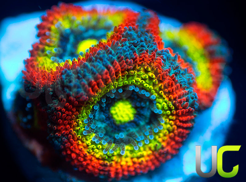 BigR Holy Grail Micro Amakusensis