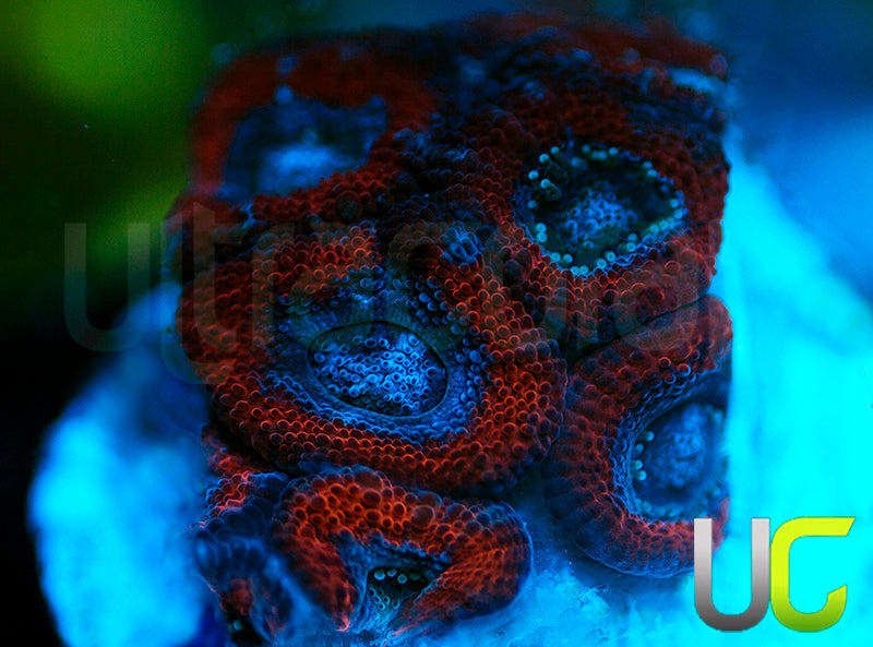 NEW RELEASE: UC Superhero Micro Amakusensis