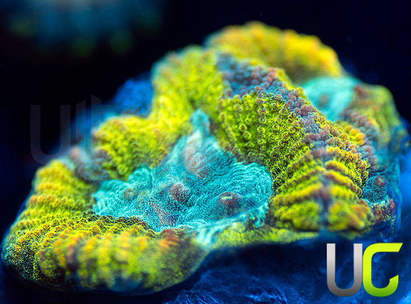 UC Blimey Limey Favia