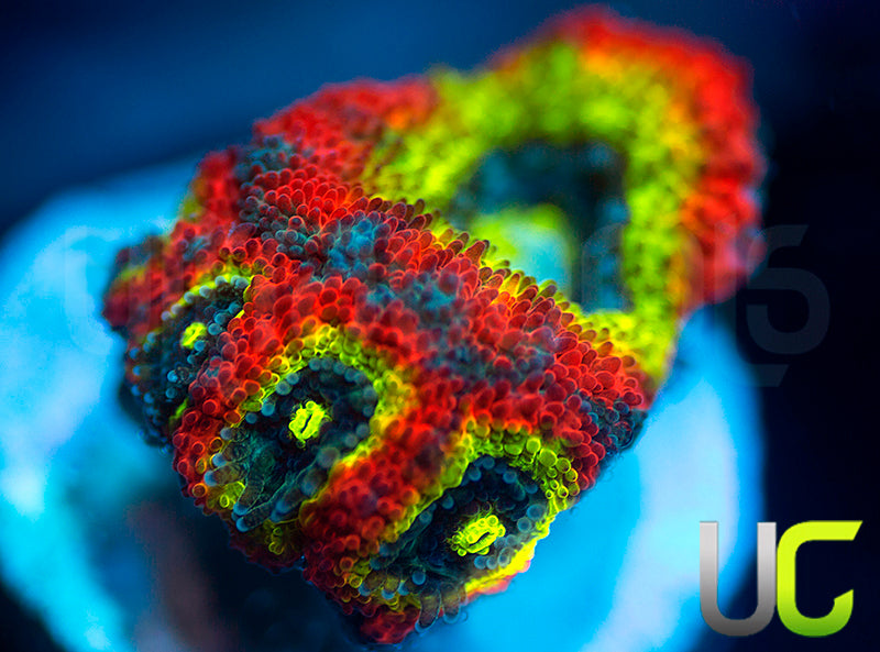 BigR Holy Grail Micro Amakusensis