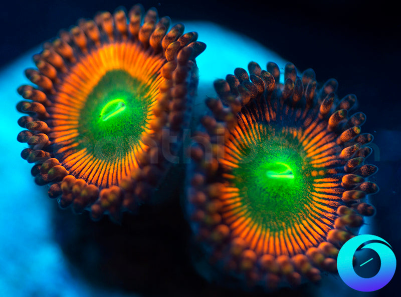 NEW RELEASE: Level Up