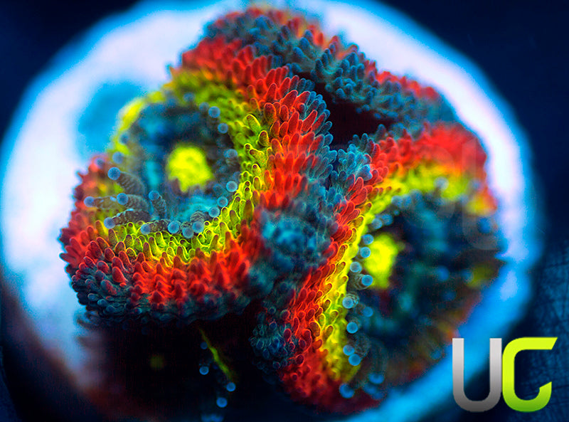 BigR Holy Grail Micro Amakusensis