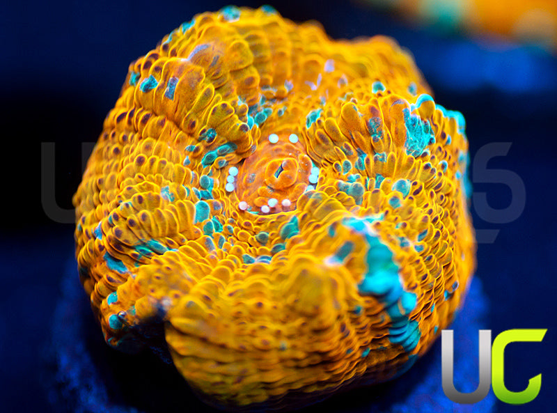 UC Pina Colada Chalice