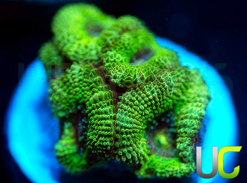 NEW RELEASE: UC Pink Flamingo Micro Amakusensis