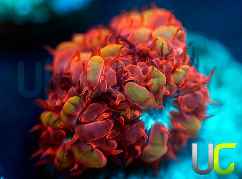 UC Blue Raven Blastos