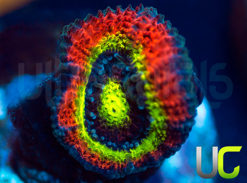 BigR Holy Grail Micro Amakusensis