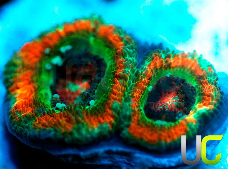 NEW RELEASE: UC Carousel Micro Amakusensis