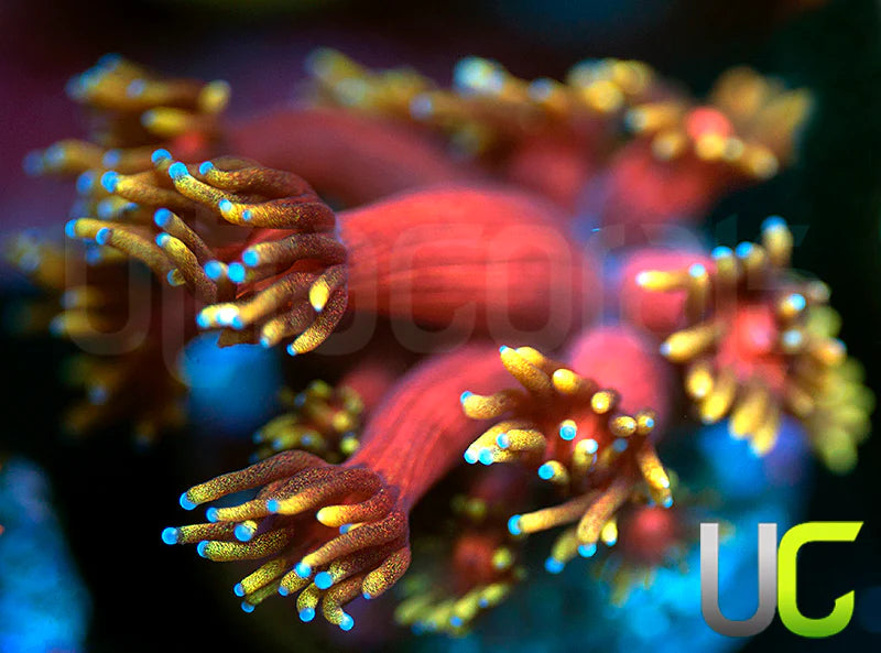 BigR Valentines Goni