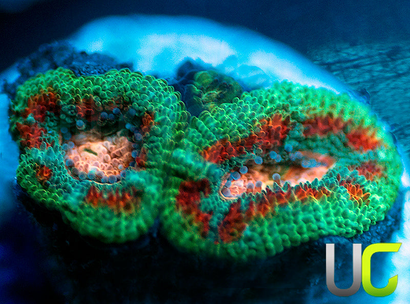 NEW RELEASE: UC Pink Pinwheel Micro Amakusensis
