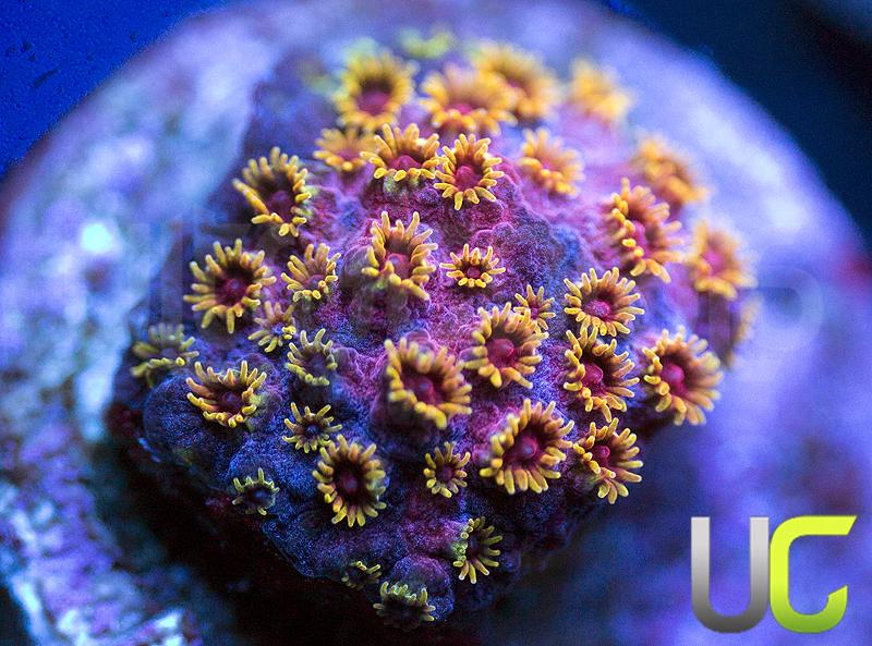 WWC Skittle Bomb Cyphastrea