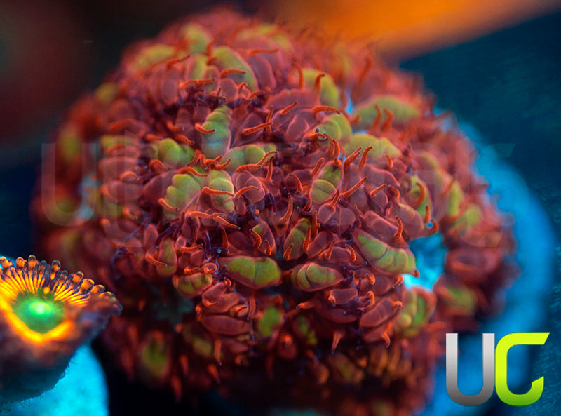 UC Blue Raven Blastos