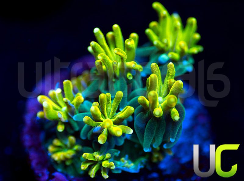 UC Lemon Lime Galaxia