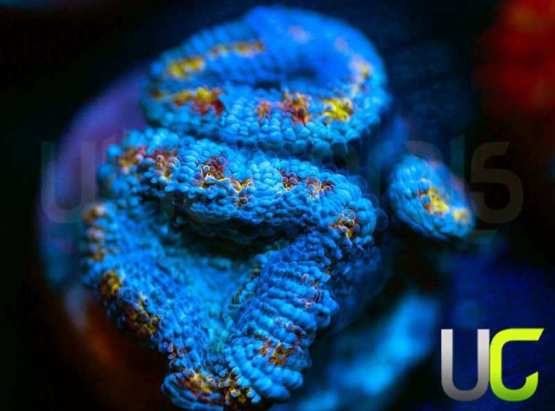 Jacked Up Micro Lord