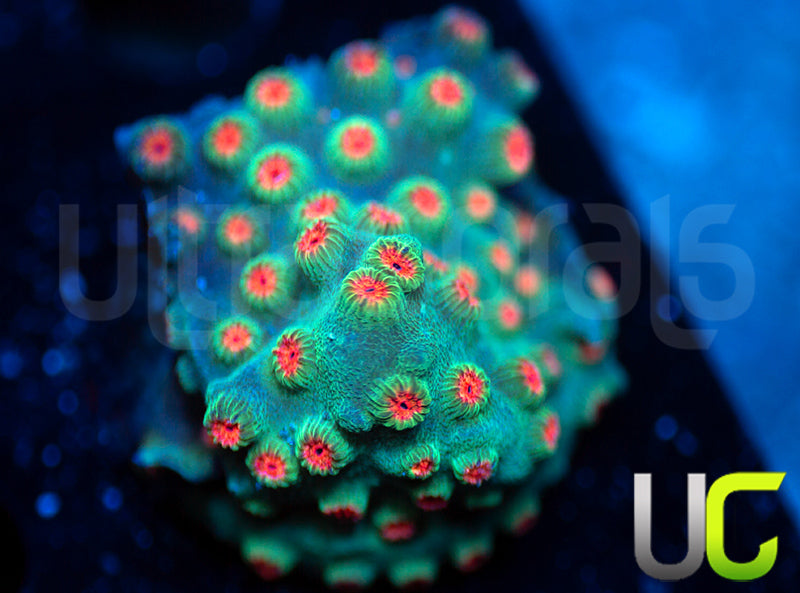 Meteor Shower Cyphastrea