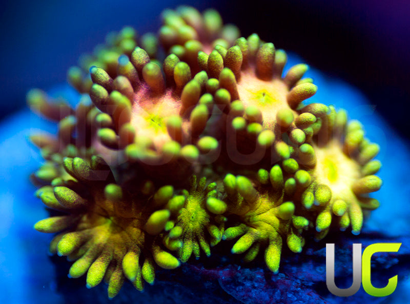 NEW RELEASE: UC Lemon Queen Goni