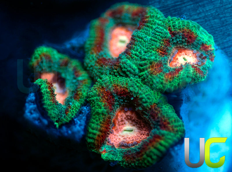 NEW RELEASE: UC Pink Pinwheel Micro Amakusensis