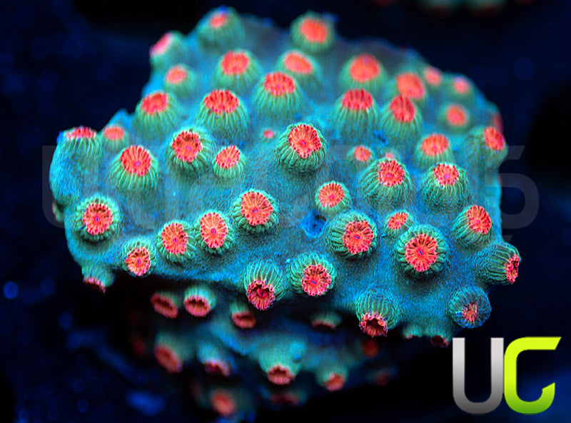 Meteor Shower Cyphastrea