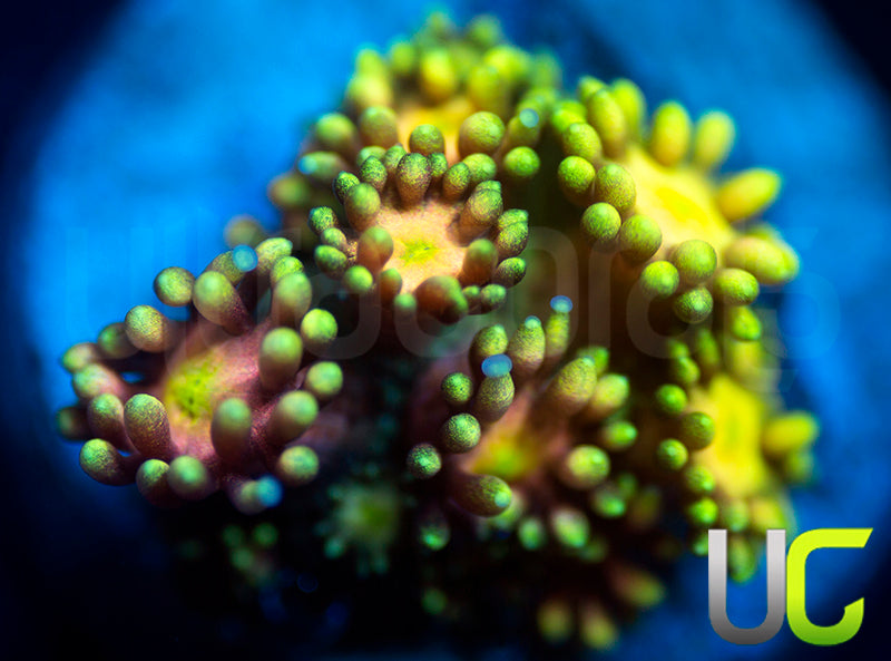 NEW RELEASE: UC Lemon Queen Goni