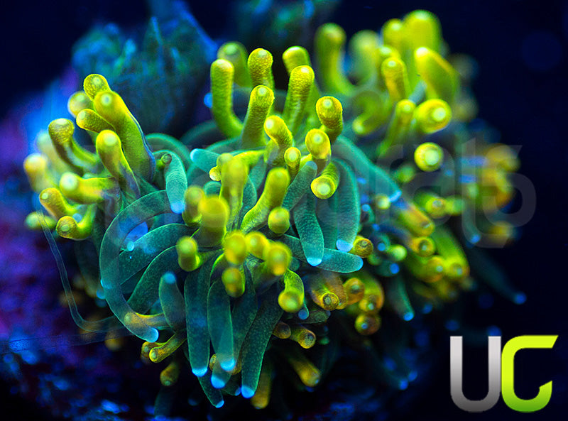 UC Lemon Lime Galaxia