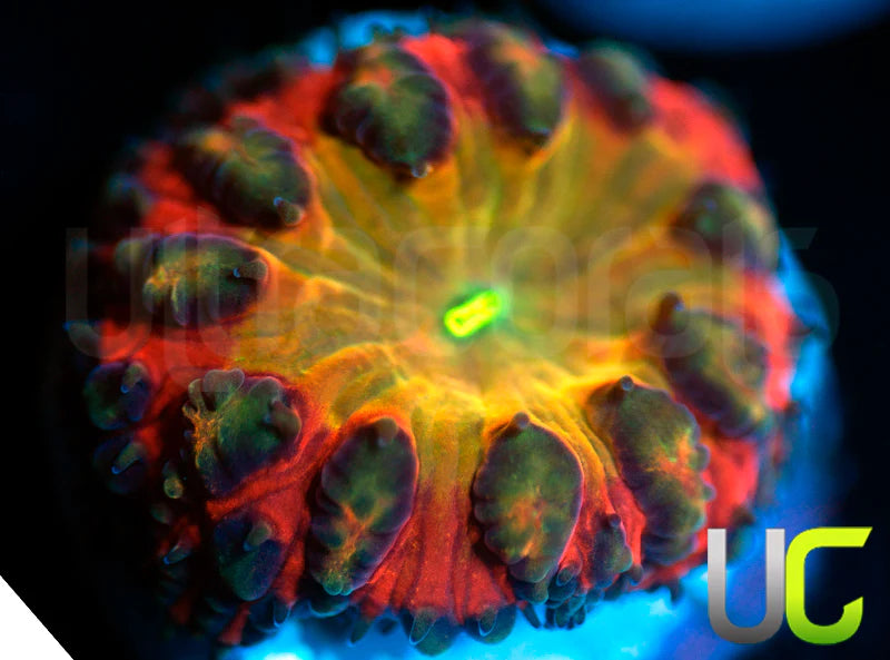 BSA TT Twister Blasto