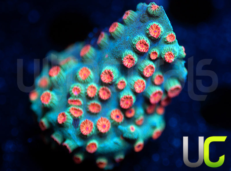 Meteor Shower Cyphastrea