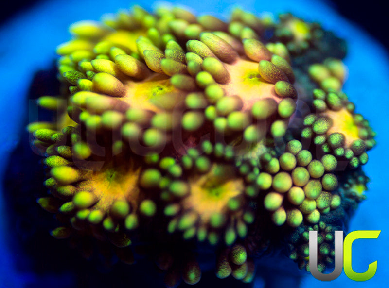 NEW RELEASE: UC Lemon Queen Goni