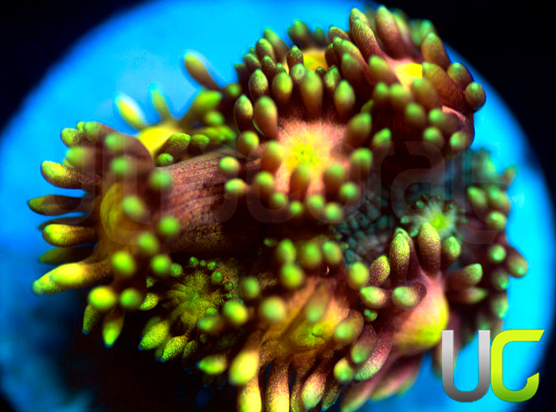 NEW RELEASE: UC Lemon Queen Goni