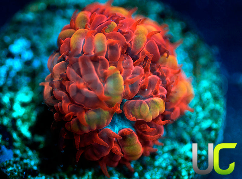 UC Blue Raven Blastos