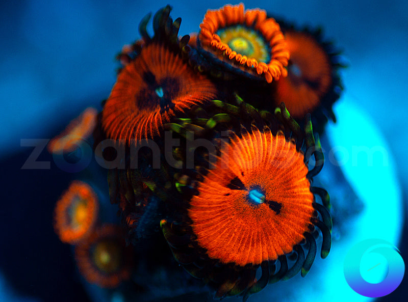 Blood Suckers and Speckled Fire Combo