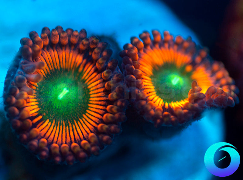 NEW RELEASE: Level Up