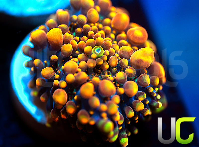 CC Godzilla X Yuma Ricordea