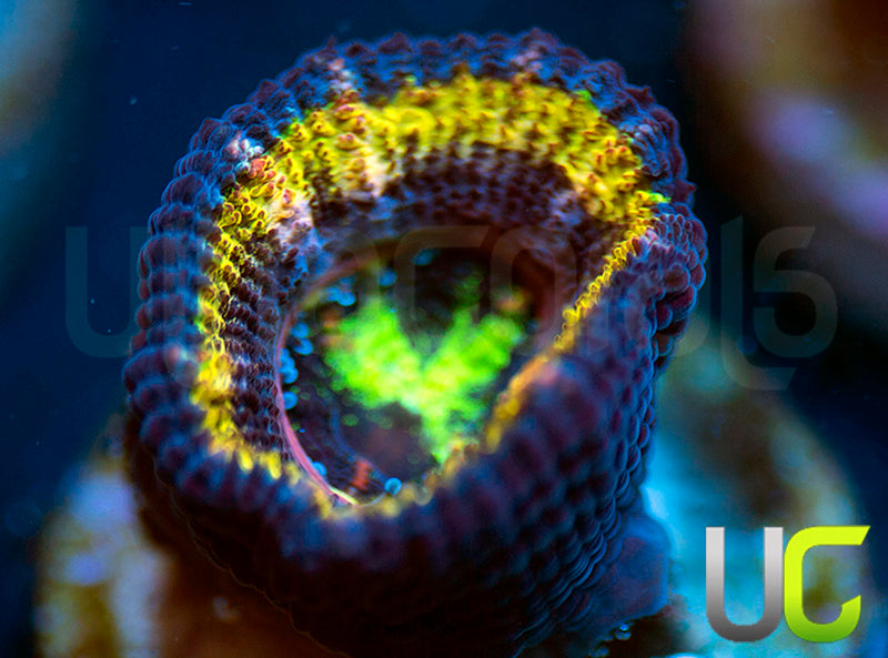 UC Jailbreak Micro Lord