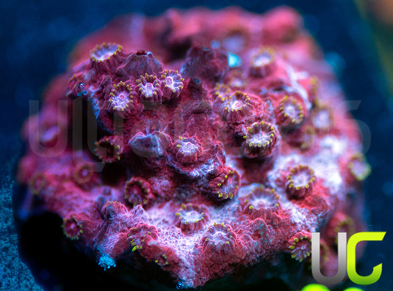 UC Strawberry Shortcake Cyphastrea