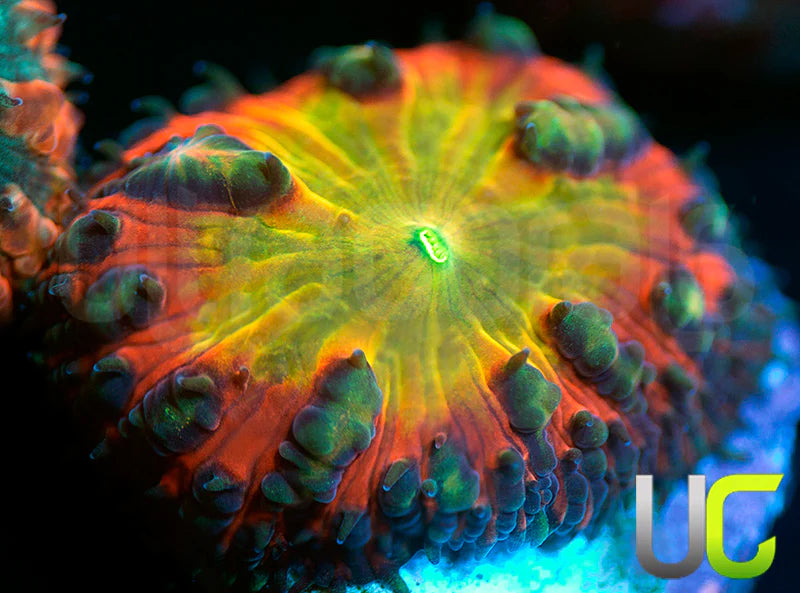 BSA TT Twister Blasto