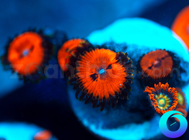 Blood Suckers and Speckled Fire Combo